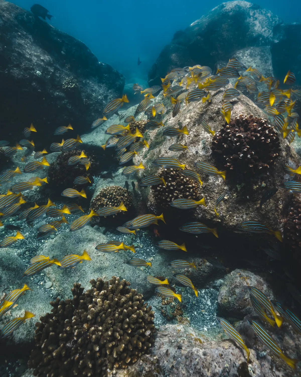 Arrecife con peces del Golfo de California