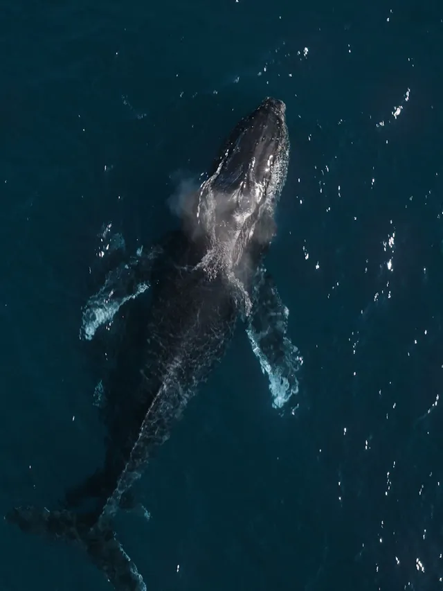 Ballena jorobada con su cría vista desde el aire