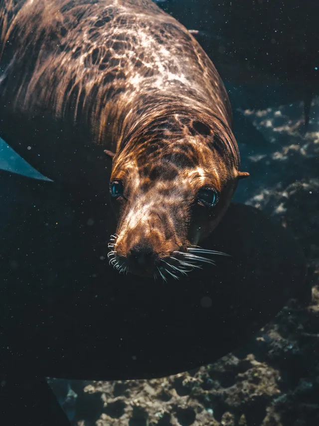 Lobo marino de frente bajo el agua