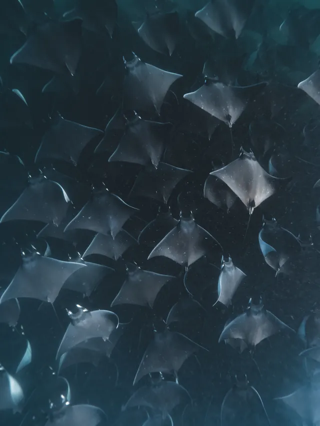 Banco de mantarrayas mobula