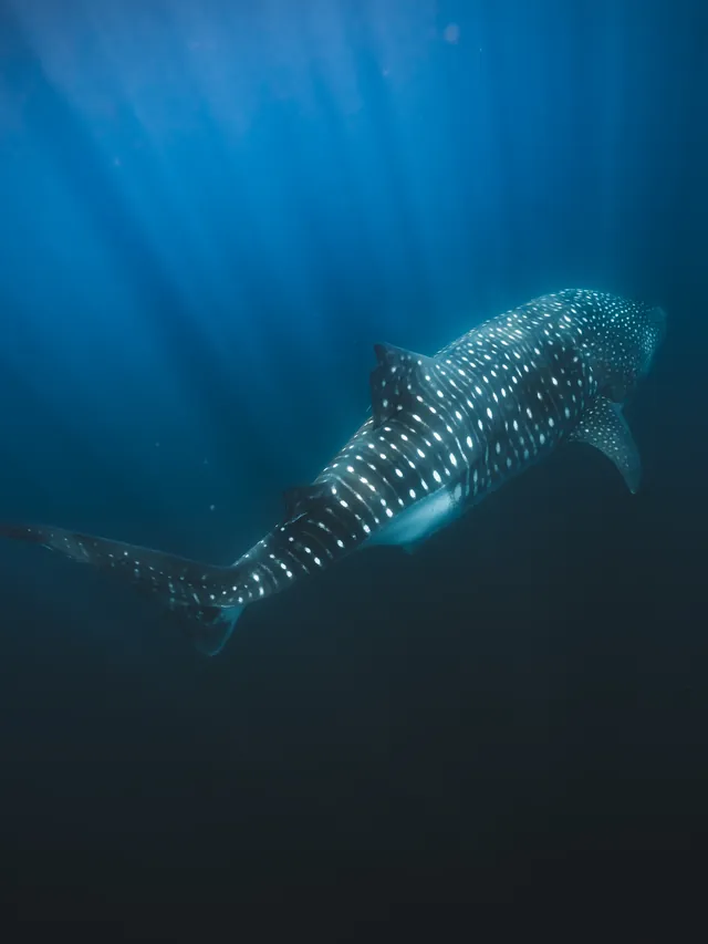 Tiburón ballena bajo la superficie