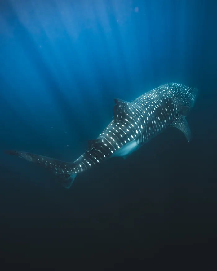 Tiburón ballena visto desde arriba