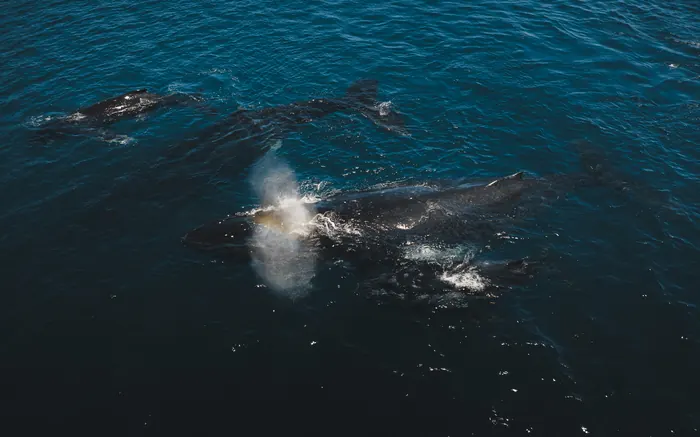 Ballena soplando, vista aérea