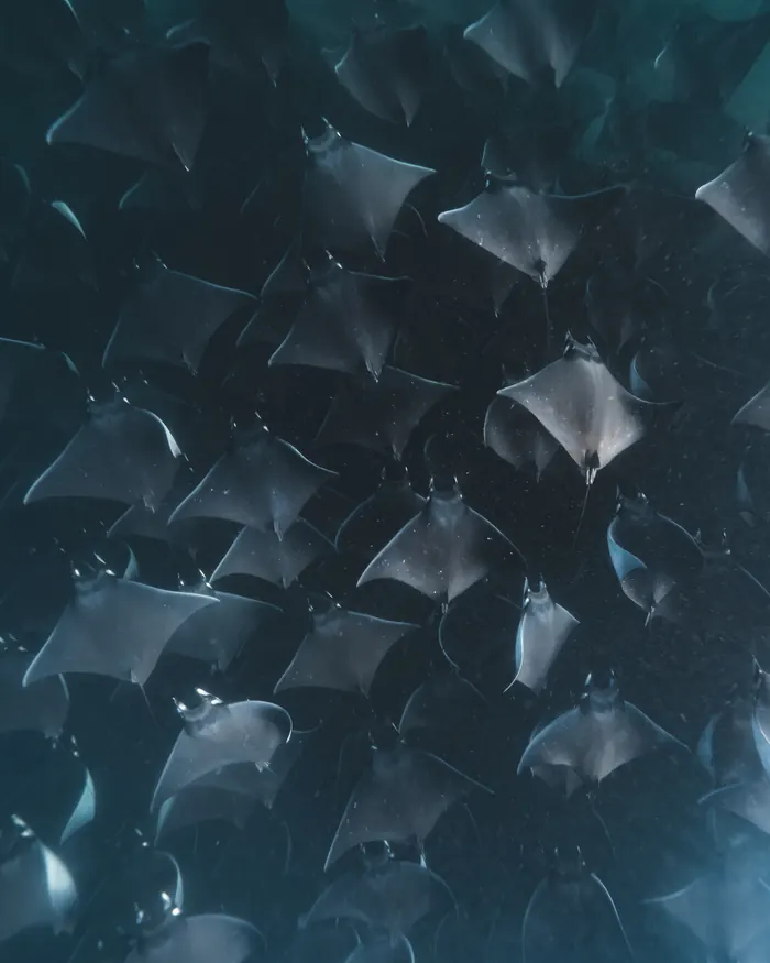 Mantarrayas mobula en formación