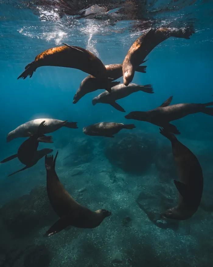 Lobos marinos nadando bajo el agua