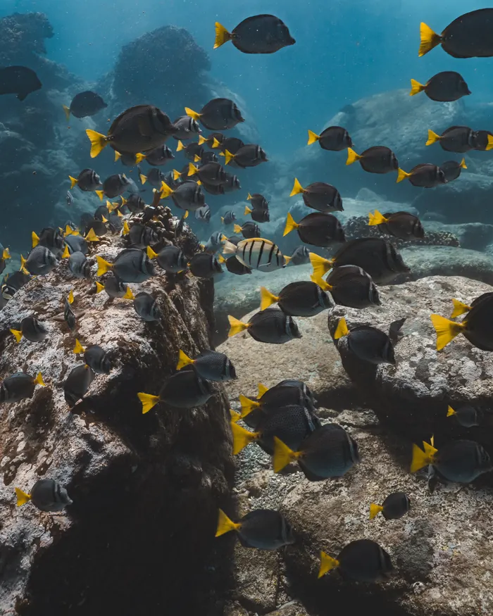 Arrecife con peces cirujano