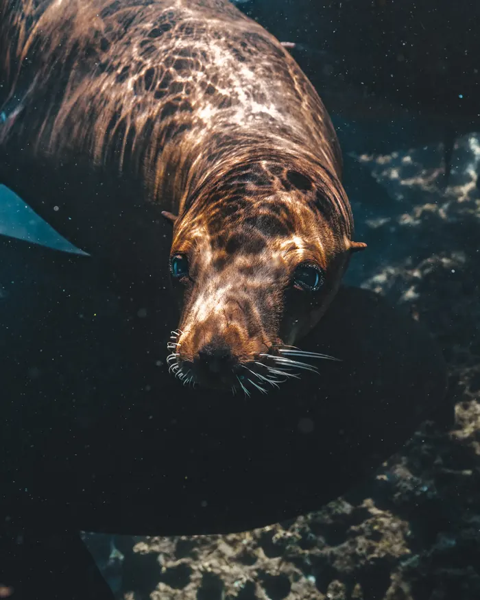 Lobo marino de frente