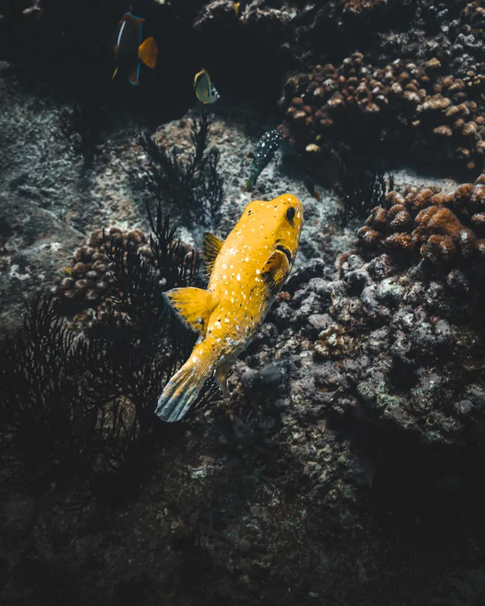 Pez amarillo sobre el arrecife