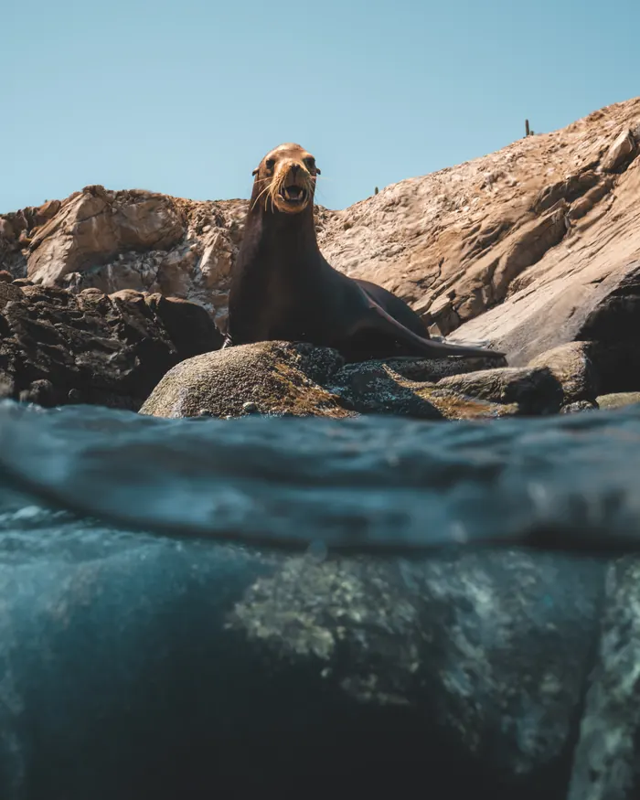 Lobo marino sobre las rocas, mitad dentro del agua