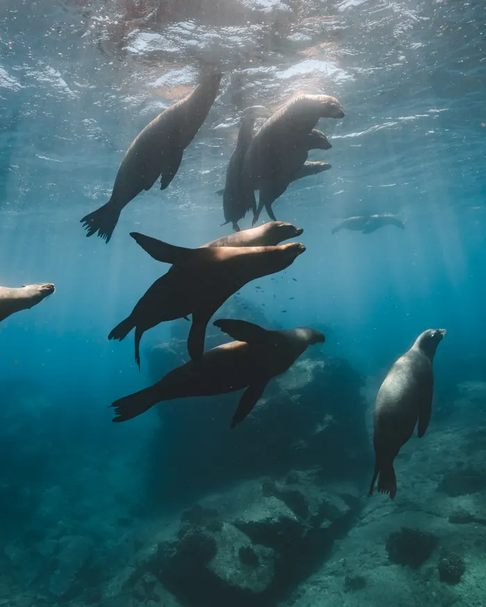 Lobos marinos bajo la superficie