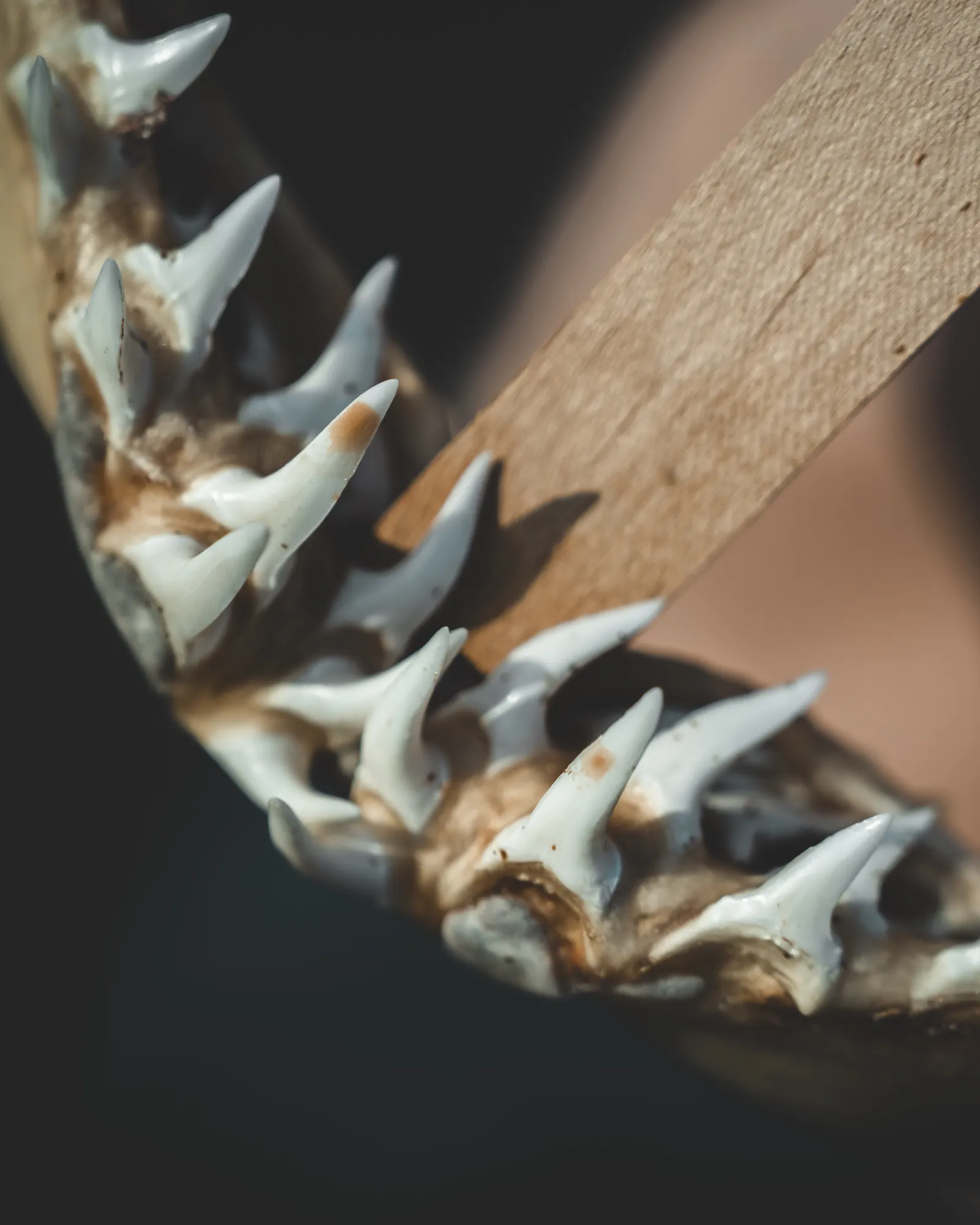 Detalle de una mandíbula de tiburón